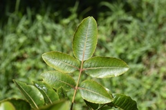 Zanthoxylum flavum