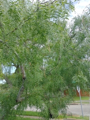 Prosopis glandulosa