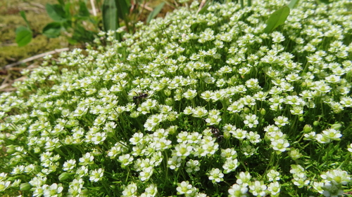 Sagina saginoides iNat (1)