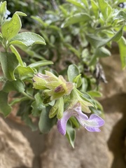 Salvia dolomitica