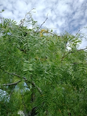 Prosopis glandulosa