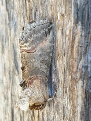 Abrostola triplasia