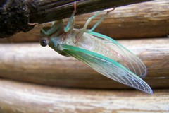 Cicadidae