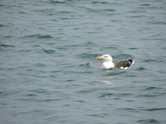 Larus marinus