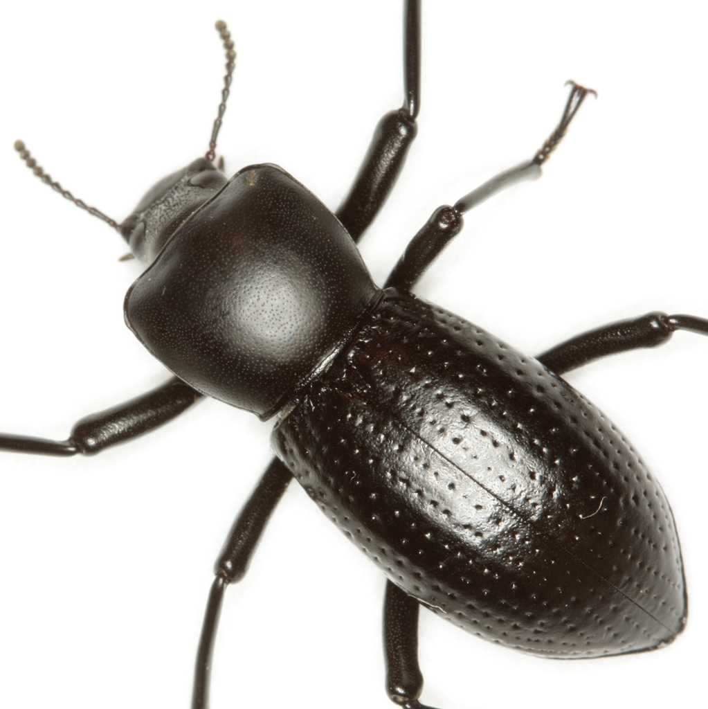 Oenopion
