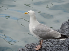 Larus argentatus