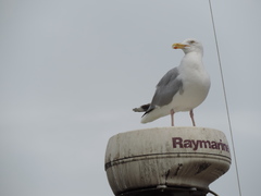 Larus argentatus
