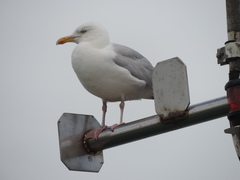 Larus argentatus