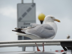 Larus argentatus
