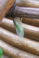 Cicadidae
