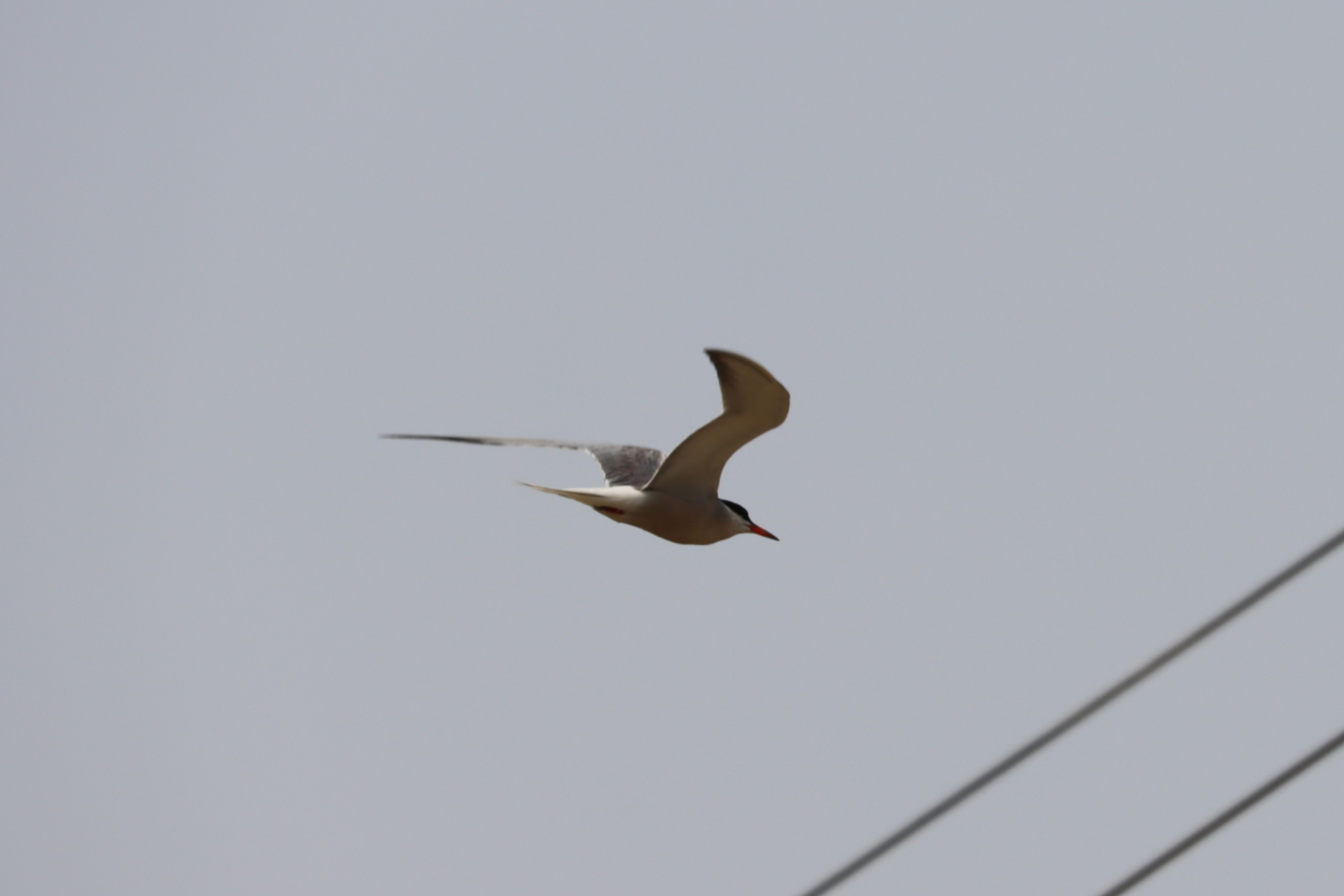 Common Tern