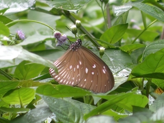 Euploea eyndhovii