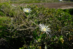 Vanzijlia annulata