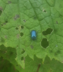 Oreina cacaliae