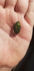 Cotinis nitida