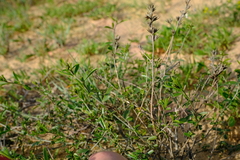 Psoralea venusta