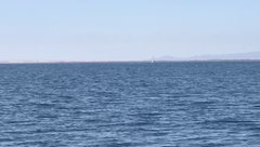 Eschrichtius robustus