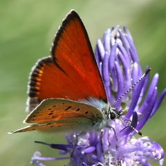 Lycaena hippothoe eurydame