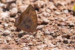 Fountainea rayoensis