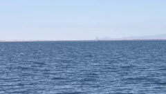 Eschrichtius robustus