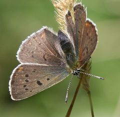 Lycaena tityrus subalpina