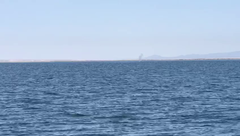 Eschrichtius robustus