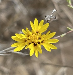 Lessingia pectinata pectinata