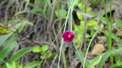 Callirhoe digitata