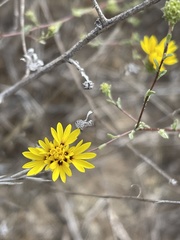 Lessingia pectinata pectinata