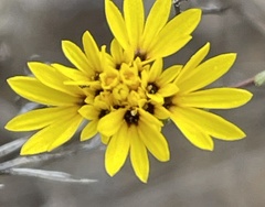 Lessingia pectinata pectinata