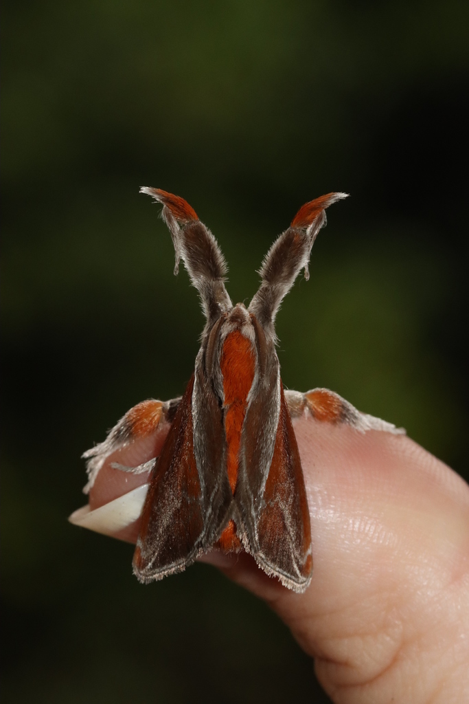 Epiperola grandiosa