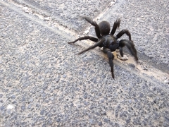 Amblyocarenum walckenaeri