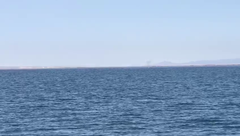 Eschrichtius robustus