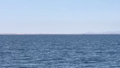 Eschrichtius robustus