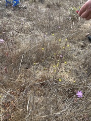 Lessingia pectinata pectinata