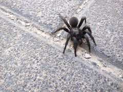 Amblyocarenum walckenaeri