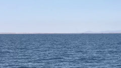 Eschrichtius robustus