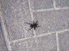 Amblyocarenum walckenaeri