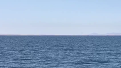 Eschrichtius robustus