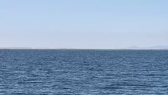 Eschrichtius robustus