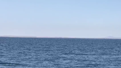 Eschrichtius robustus