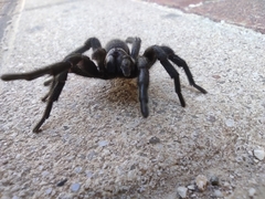 Amblyocarenum walckenaeri