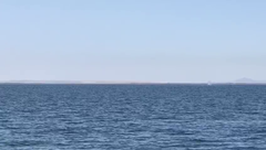 Eschrichtius robustus