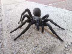 Amblyocarenum walckenaeri