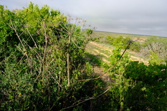 Cynorhiza typica