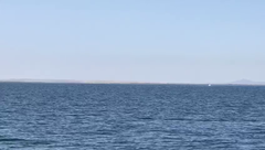 Eschrichtius robustus