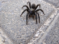 Amblyocarenum walckenaeri