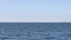 Eschrichtius robustus