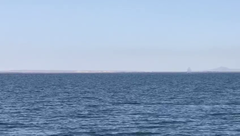 Eschrichtius robustus