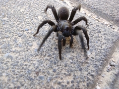 Amblyocarenum walckenaeri